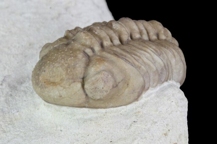 Detailed, Long Kainops Trilobite - Oklahoma #95716